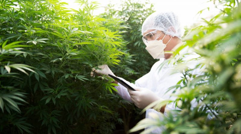 Cannabis Industry Jobs Now Number More Than 400000