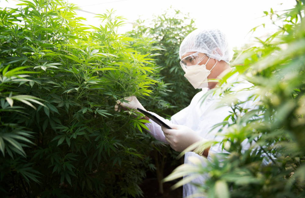 Cannabis Industry Jobs Now Number More Than 400000