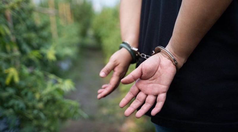 Cannabis Arrests Cont'd in 2021. FBI Report Provides Incomplete Picture