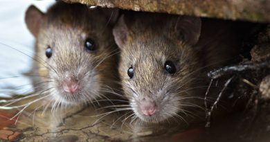 Officers Say Rats Eat Cannabis in an Indian Police Warehouse
