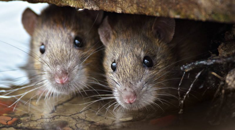 Officers Say Rats Eat Cannabis in an Indian Police Warehouse