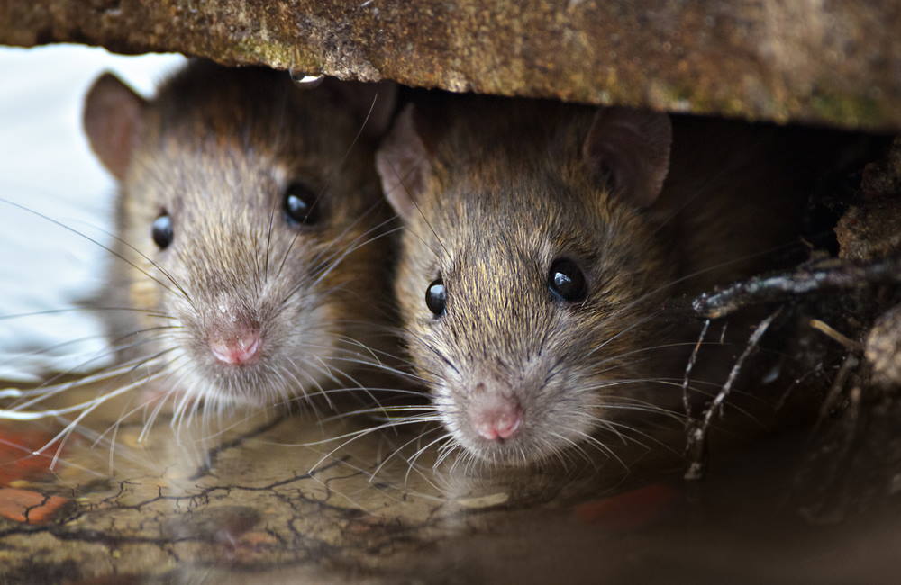 Officers Say Rats Eat Cannabis in an Indian Police Warehouse