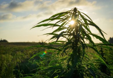 California “Weed Nuns” Seek to Heal World (And Make Money) With Cannabis
