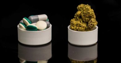 Connection Between Legal Cannabis and Reduced Opioid Use