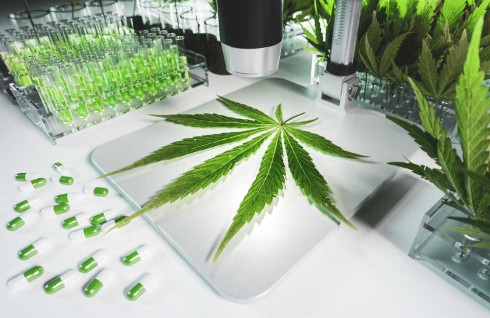 Michigan Uses Cannabis
