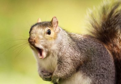 Chinese Police Train Drug-Sniffing Squirrels