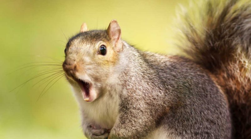 Chinese Police Train Drug-Sniffing Squirrels | Chongqing Police