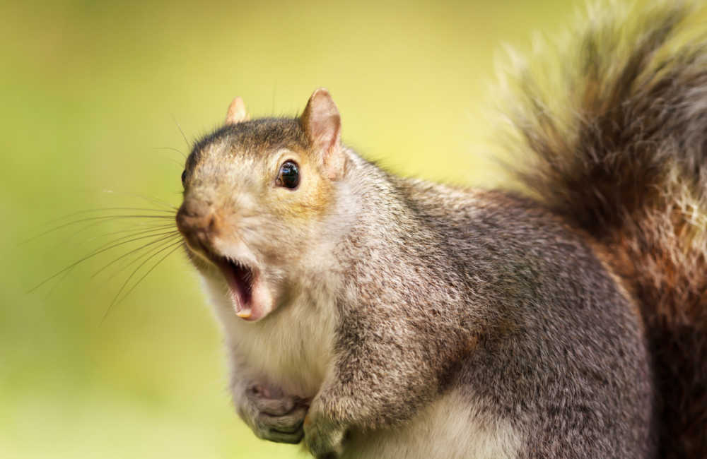 Chinese Police Train Drug-Sniffing Squirrels | Chongqing Police