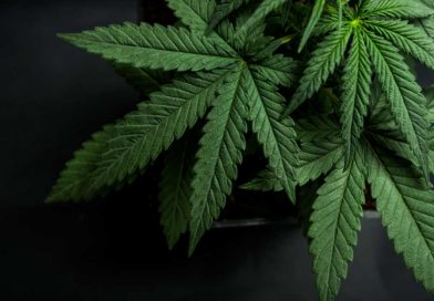 Why Is It Called Cannabis?