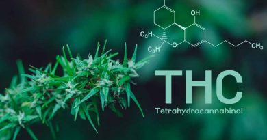 What Is the Main Ingredient in Cannabis? | Tetrahydrocannabinol