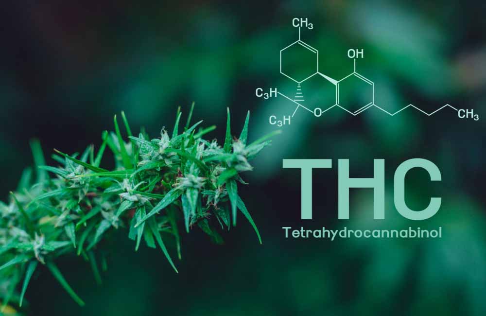 What Is the Main Ingredient in Cannabis? | Tetrahydrocannabinol