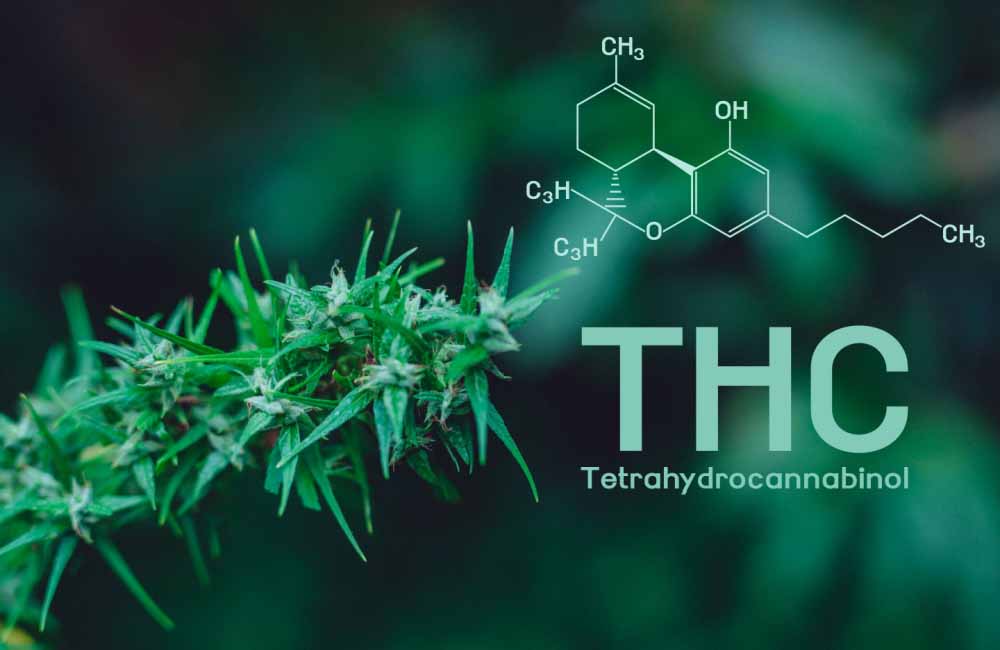 What Is the Main Ingredient in Cannabis? | Tetrahydrocannabinol