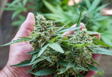 Tips For Growing Legal Cannabis at Home