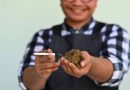 Americans See Cannabis As Less Risky Than Tobacco