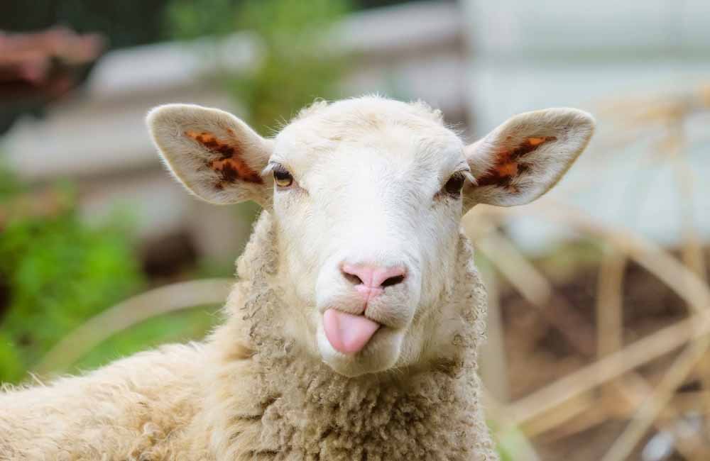 cannabis sheep