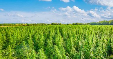 What Is Hemp and What Is It Used For? | Hemp Basics