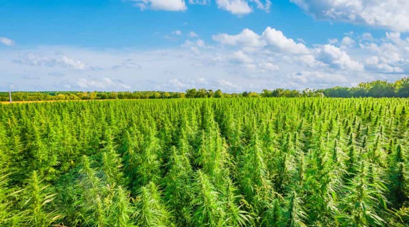 What Is Hemp and What Is It Used For? | Hemp Basics