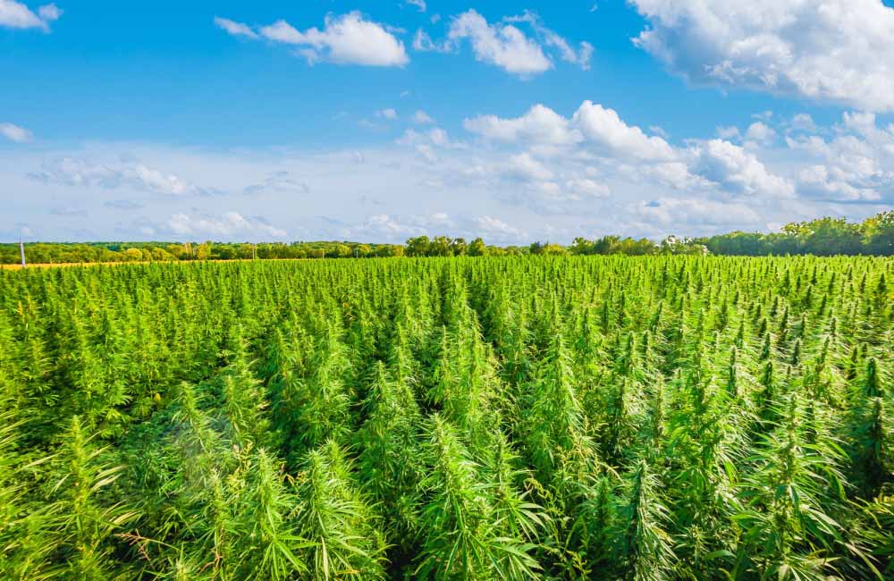 What Is Hemp and What Is It Used For? | Hemp Basics