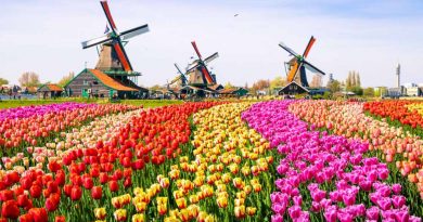 Legal Cannabis in The Netherlands Kicks Off With Pilot Programs