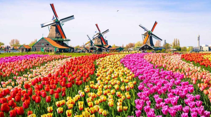 Legal Cannabis in The Netherlands Kicks Off With Pilot Programs