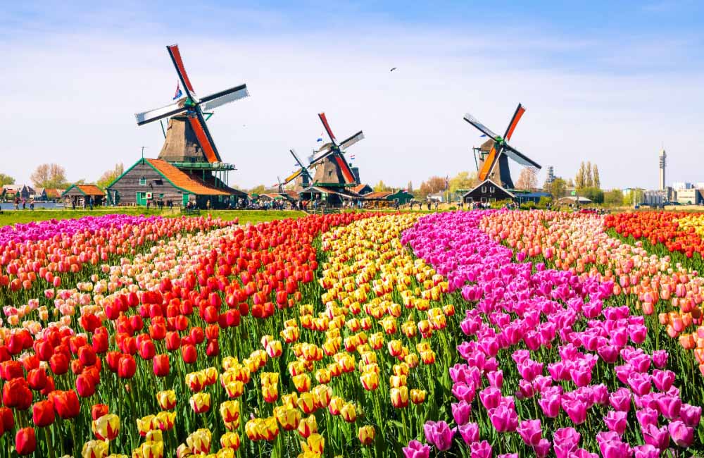 Legal Cannabis in The Netherlands Kicks Off With Pilot Programs