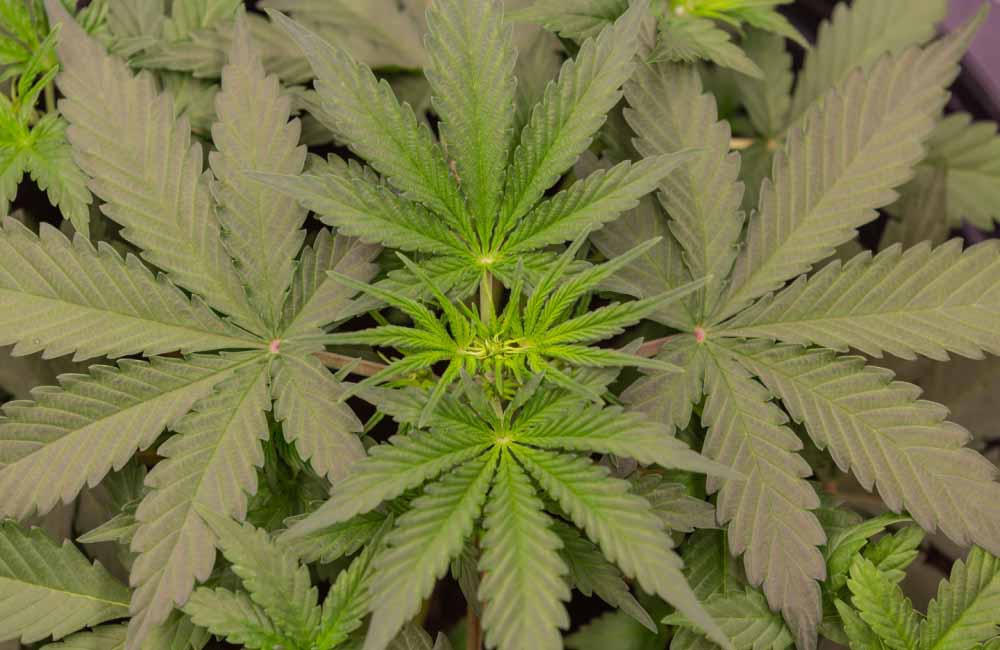 What Year Did Cannabis Legal in the United States?