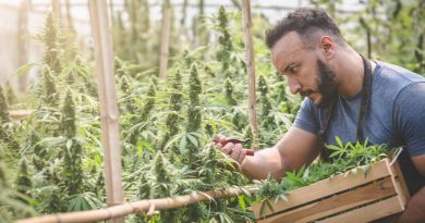 What Is a Marijuana Cultivator? | Role in Legal Cannabis Industry