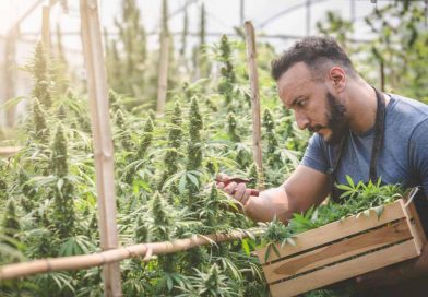 What Is a Marijuana Cultivator?