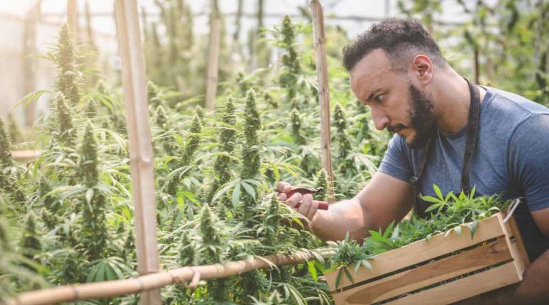 What Is a Marijuana Cultivator? | Role in Legal Cannabis Industry
