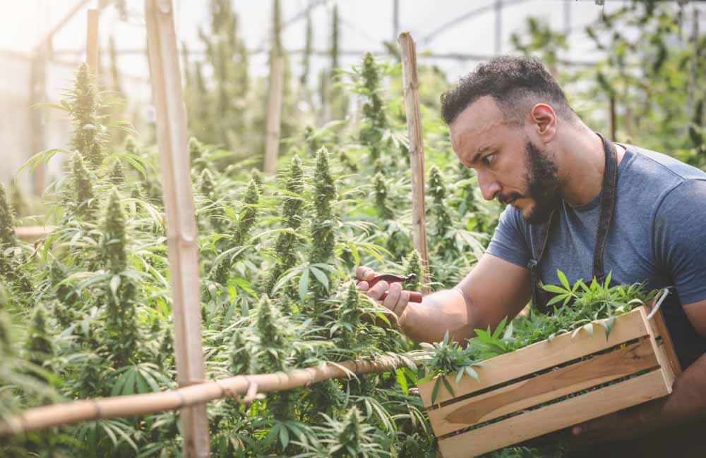 What Is a Marijuana Cultivator? | Role in Legal Cannabis Industry