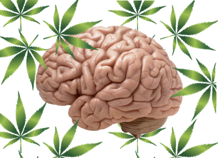 cannabis brain health