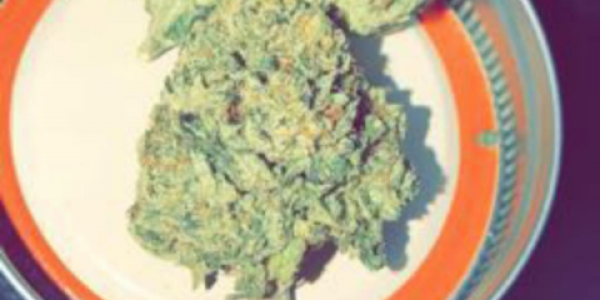 highlander fields nug2