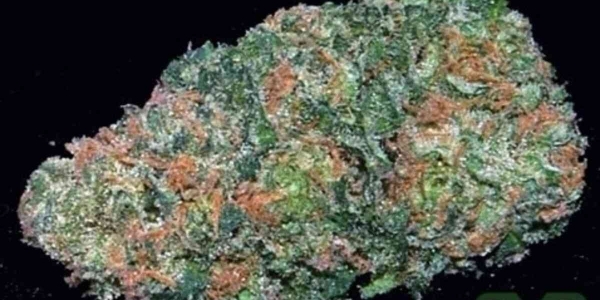 kingkind_blueberry chesecake