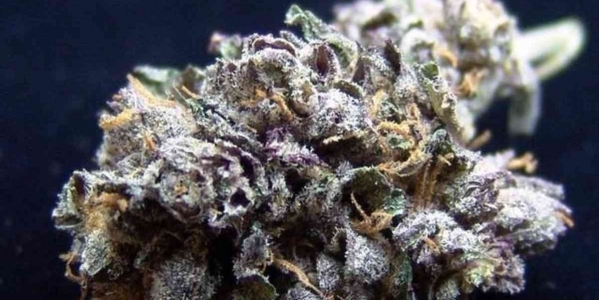 kingkind_masterbubbaof