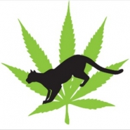 Cougar Cannabis