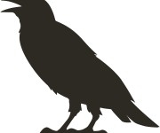 Smoking Crow