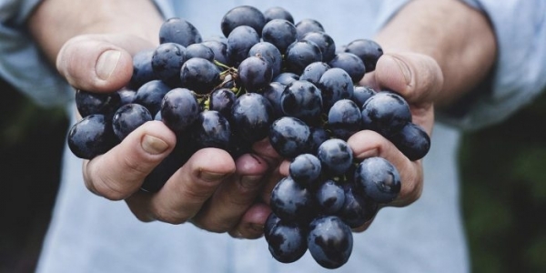 grownetics grapes