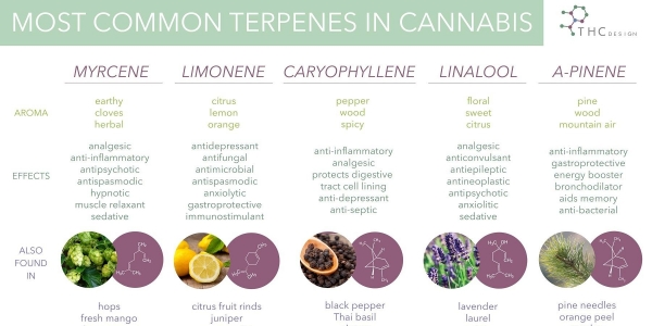 thc design terpenes in cannabis