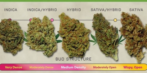 trichome institute smell chart